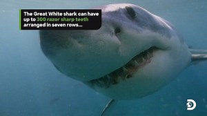 871K views · 9.7K reactions | They may be strong but sharks still deserve our protection! Watch #SharkWeek all week long starting at 8pm ET on Discovery. www.sharkweek.com | Shark Week | Facebook