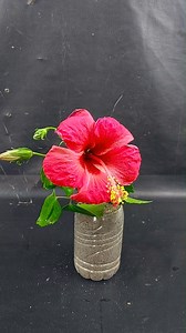 Turn a stem into flower plant using few method || How to grow hibiscus plant at home from stem //#highlight | Rana Craft