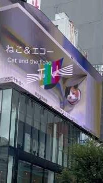 Shinjuku 3D Cat 🐱 | One of Tokyo’s Most Famous Attractions 🇯🇵