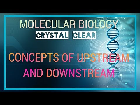 CONCEPTS OF UPSTREAM AND DOWNSTREAM OF DNA AND RNA