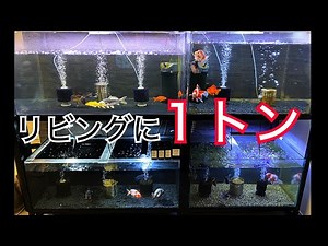 Keeping goldfish in a tank so big the floor falls out