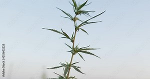 closeup shot of medical cannabis marijuana blooming. illegal narcotic weed growing on field under the sun. agriculture concept 4k Stock Video