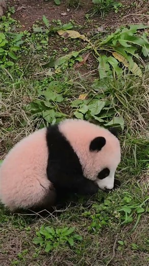 The Most Unlikely Animal Friendship You'll See Today