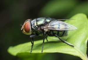 How Long Do Flies Live? | Information and Facts - peSTopped