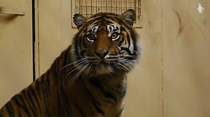 We've had a very exciting delivery from Paignton Zoo 🐯 Meet Lucu, the Sumatran tiger! Lucky visitors may be able to spot him in his indoor area over the weekend. Once he's settled, we'll begin introductions with Dharma 🐾 Find out more ➡️bit.ly/LucuTiger | Edinburgh Zoo