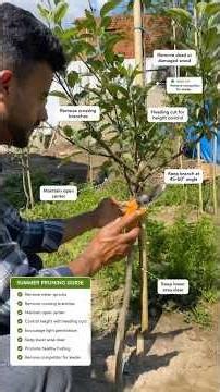Apple Tree Summer Pruning Step by Step | Orchard Management