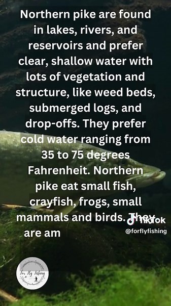 Understanding Northern Pike: Habitats and Characteristics