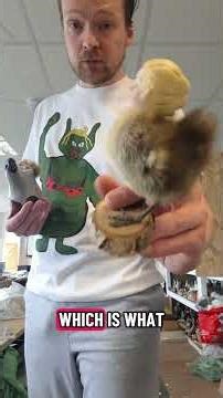 I AM WORLDAROUNDEWE #taxidermy