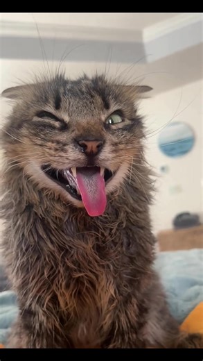 Funny Cat Faces Compilation: Hilarious Moments