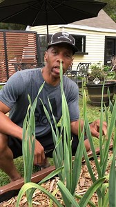 Grow The Largest Garlic Bulbs - Georgia Zone 8A
