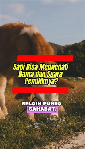 Sapi Bisa Mengenali Nama dan Suara Pemiliknya?