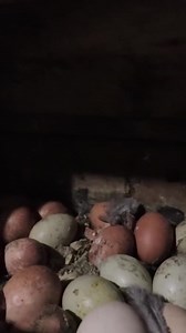 An undesired egg moment... #eggs #gross #smell #experience #farming | White House on the Hill