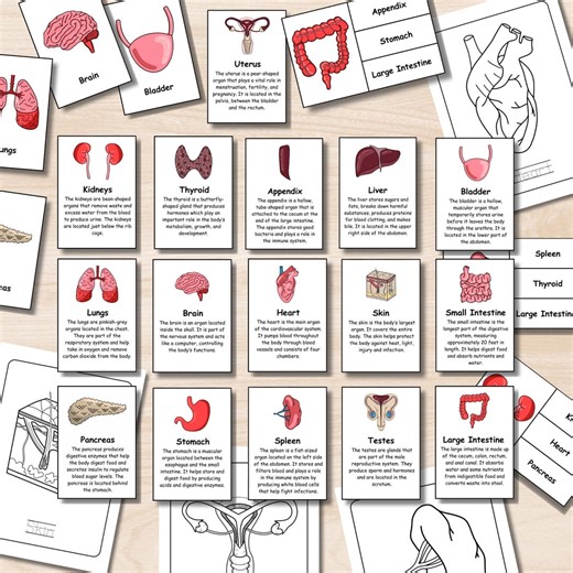 Human Body Organs Flashcards Bundle, Anatomy Flashcards for Kids, Homeschool Science Printable, Montessori Biology Activity, Clip Cards, PDF - Etsy