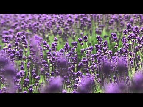 【クラブツーリズム】＜北海道・富良野＞紹介動画