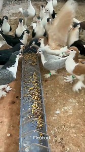 Lahore pigeon #pigeon | Meahadi Hassan