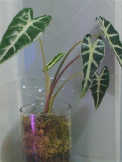 Been looking for a way to capture timelapse using my computer. Alocasia Bambino new leaf. Used video velocity (low-quality recorder) #plantok #alocasia #fyp #trending #viral