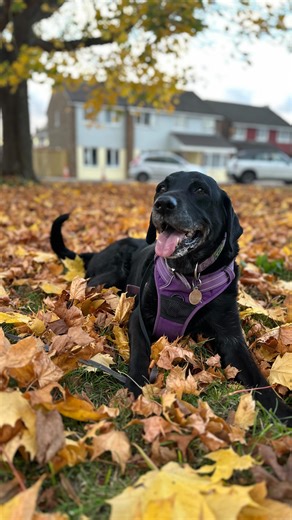 Natures snuffle mat  There’s nothing better for your dog than the...