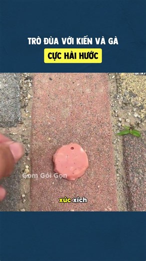 Hilarious Prank with Ants and a Chicken