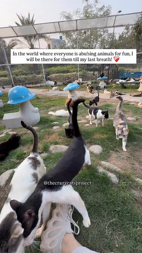 11K views · 2.1K reactions | I choose them! ❤️‍啕 | The Crazy Cats | Facebook