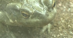 Toxic toads may be lingering in your yard after active monsoon