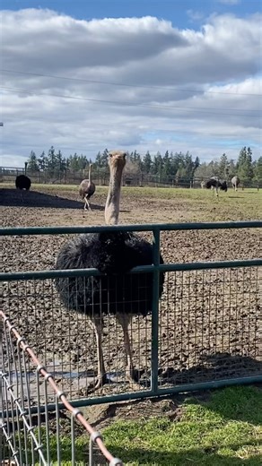 Triskelee Farm on Instagram: "Have you ever heard an ostrich call? Male ostriches can make a booming sound by filling a special sac in their throat with air. These low-pitched noises—which sound almost like a lion’s roar, but more muffled—can travel across great distances. They make these booming calls during breeding season to let females know they are ready to mate or to sound big and scary when they feel threatened. Spring is coming and it’s almost mating season!!! Cheers to lots of ostrich m