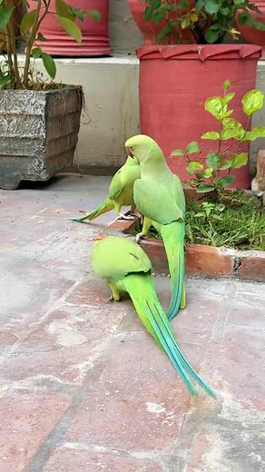 Green Parrot Facts