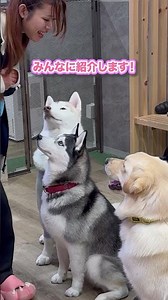 Today's morning assembly featured our new student, Viola! 🐾 #husky #largedog #cute
