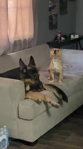 Gsd teaching puppy how to howl😂😂#fyp#germanshepherdsoftiktok#abcxyz | Dogs Howling