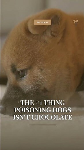 The Most Common Dog Poison is in Your Medicine Cabinet