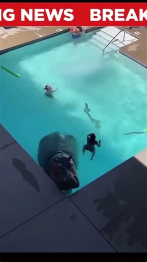 🚨BREAKING: Pet Hippos Taking Over Apartment Pools in Austin🚨