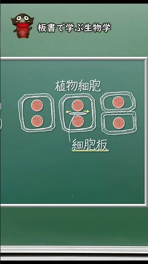 細胞質分裂は動物細胞と植物細胞とで異なる！【57生物基礎】新課程対応 #shorts
