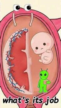 Placenta Formation Animation/Easy & Funny Cartoon Explanation