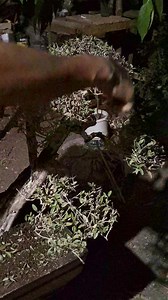 12K views · 428 reactions | Salamat master may bonsai uli ako #bonsai #bonsaiworld #bonsaitrees #fypシ゚viralシ | John g virayo | Facebook