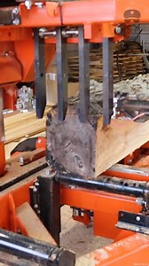 343K views · 1.4K reactions | This Forgotten Log Was a Pleasant Surprise | Out of the Woods Forestry | Facebook