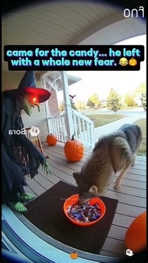 Animal Halloween situations 🎃💀😱 #funny #scarecampranks #pranks #foryou #shortvideo #funnymoments