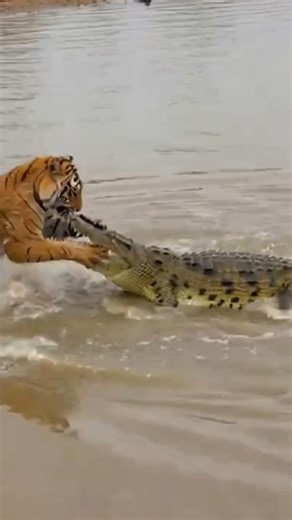One Mistake. One Bite. #Shorts #Wildlife #Tiger #Crocodile #AnimalBattle