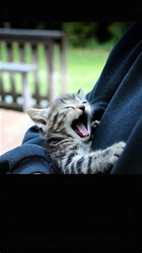 Sleepy Baby Kitty Melted in a Warm Hug 🐱💛 眠そうな子猫がぎゅっと抱っこされてとろける瞬間 🥹🫠