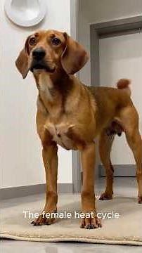 Labrador Retriever Mating: A Complete Guide to Heat Cycles, Ovulation & Breeding. #shorts.