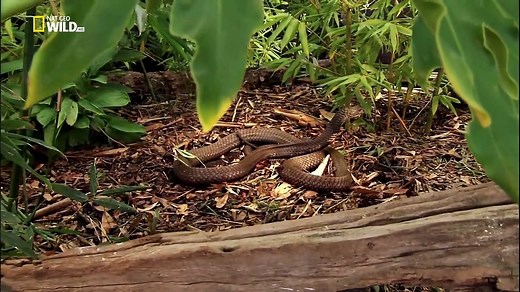 Nat Geo wild king cobra