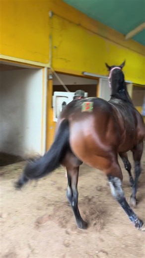 Disponible Nvo Patrón 🏇🏻💨🔥✅✍🏽 #horse #caballos #CapCutMotivacional #inspiration #carrerasdecaballos