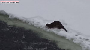 274K views · 124 reactions | "River otters can be seen playing in the snow along river banks during the winter in Yellowstone National Park. The playful antics of river otters such as these two can help to strengthen social bonds and improve hunting techniques." - Yellowstone National Park on Facebook | The National Desk - TND | Facebook