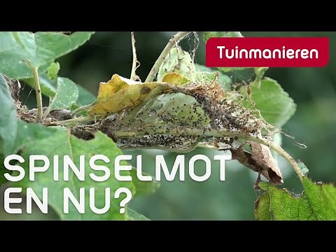 The Spindle Moth, the larvae of the caterpillar make web-like, spun nests in the tree.