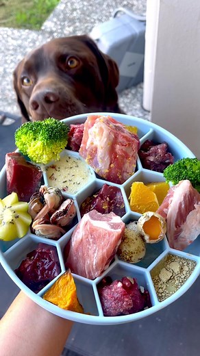 Bear's Raw Feeding Routine: Expertly Balanced Diet for Canine Health