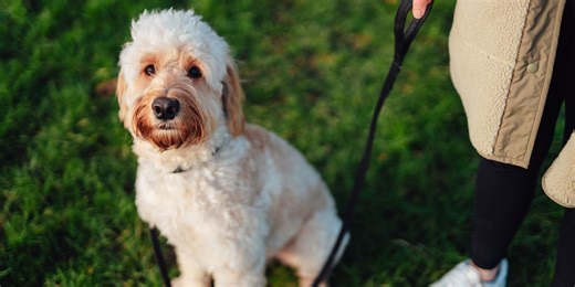 The important reason why you should let your dog sniff on walks