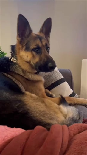 Funny German Shepherds switching from serious guard dog to total goofball 😂🐶 Big ears, funny reactions, and moments where they forget they’re supposed to be intimidating 🤣 #FunnyDogs #GermanShepherd #DogComedy #PetMoments #FYP @Cute & Funny