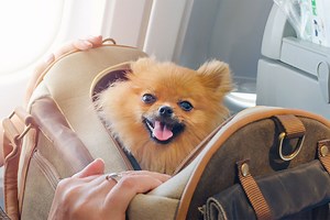 The best small pets for frequent travelers