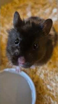 SYRIAN HAMSTER BLACK AND WHITE (BEAR)