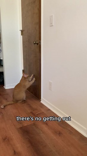 Dealing with Cat Scratching: Tips and Tricks for Peaceful Coexistence