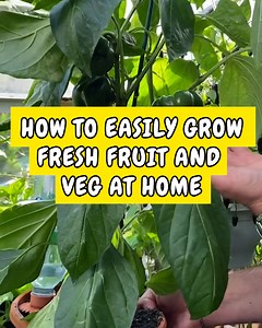 This guy shows you how to easily grow delicious fruit and veg at home!🤤🍅 | Happiest