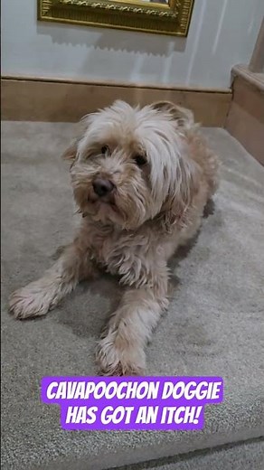 Cavapoochon doggie has got an ITCH!